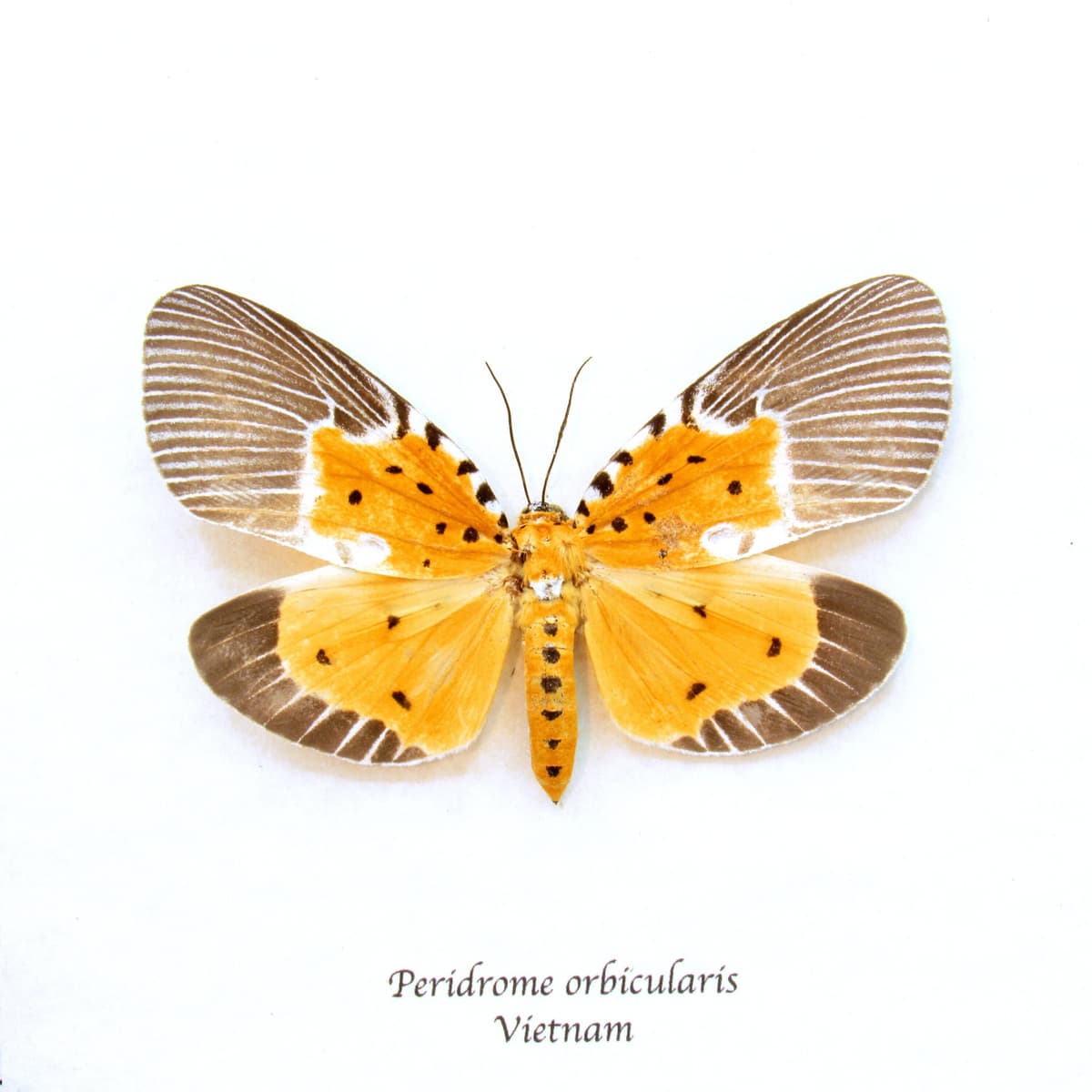 Rare yellow moth framed taxidermy - Peridrome orbicularis
