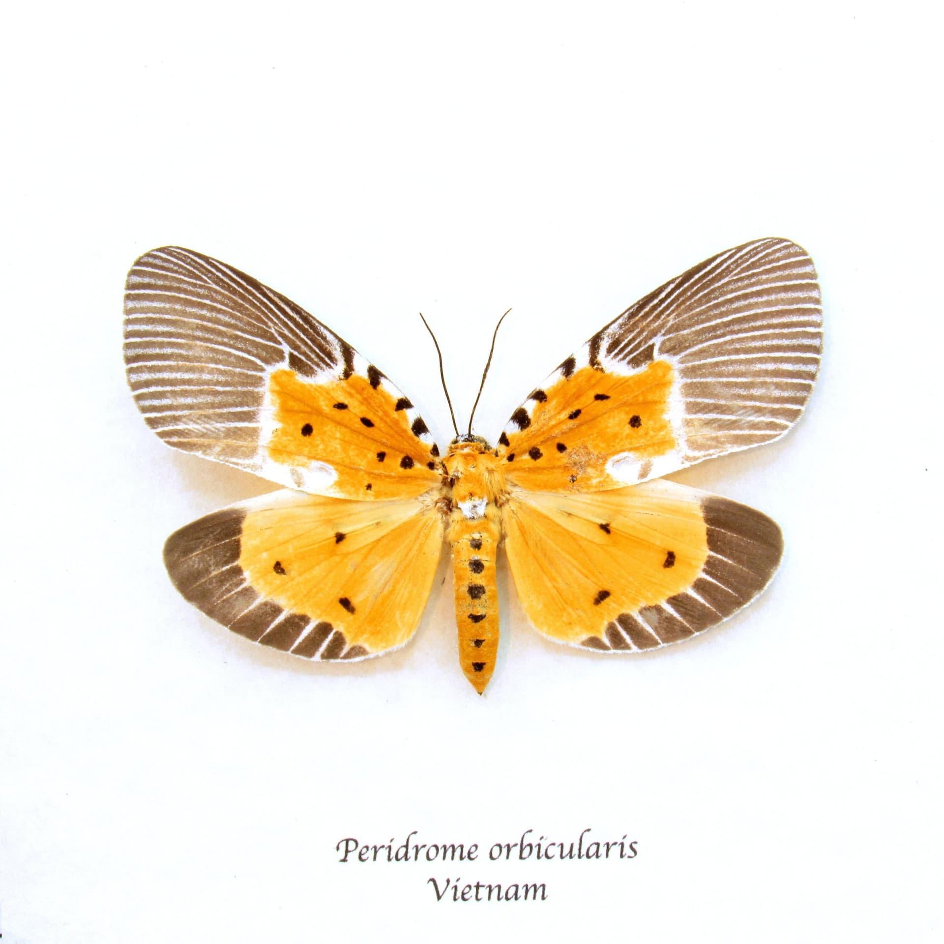 Rare yellow moth framed taxidermy - Peridrome orbicularis