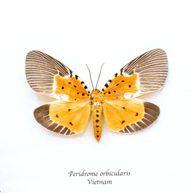 Rare yellow moth framed taxidermy - Peridrome orbicularis