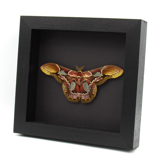 Real Rothschild's Silk moth framed taxidermy - Rothschildia erycina - Victorian mount