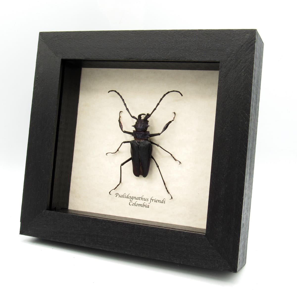 Rare Longhorn beetle framed taxidermy - Psalidognathus friendi - dark purple/black