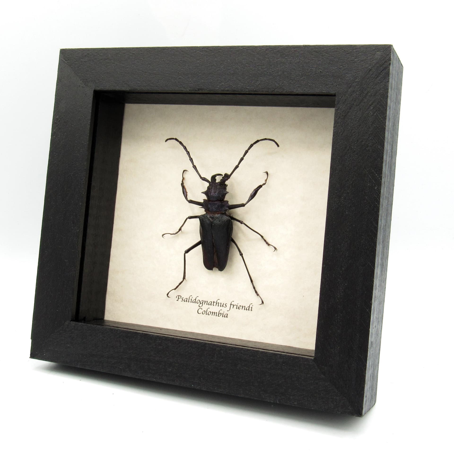Rare Longhorn beetle framed taxidermy - Psalidognathus friendi - dark purple/black