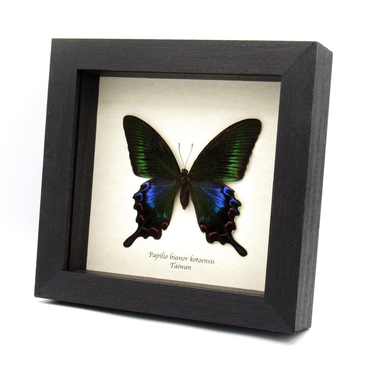 Rare black Peacock butterfly framed taxidermy - Papilio bianor kotoensis - female