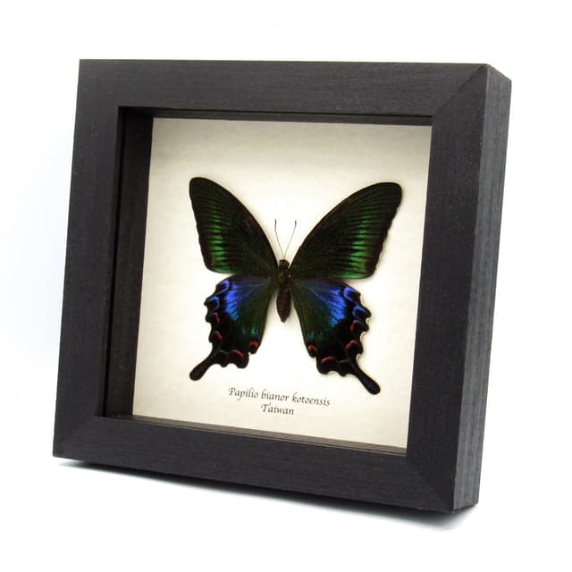 Rare black Peacock butterfly framed taxidermy - Papilio bianor kotoensis - female