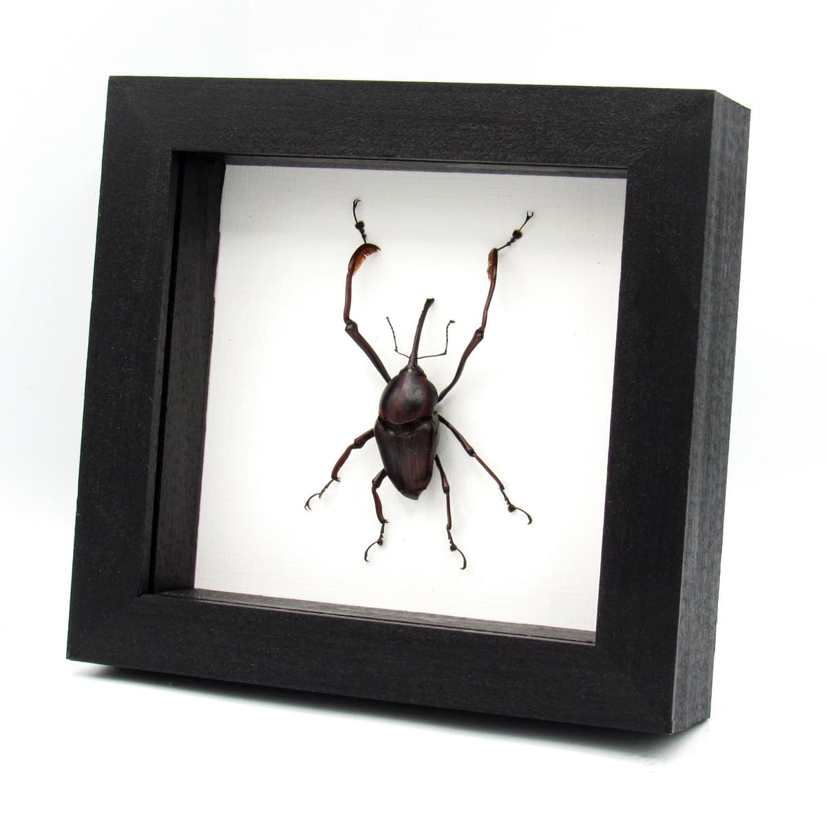 Real Giant Weevil beetle framed taxidermy - Cyrtotrachelus buqueti