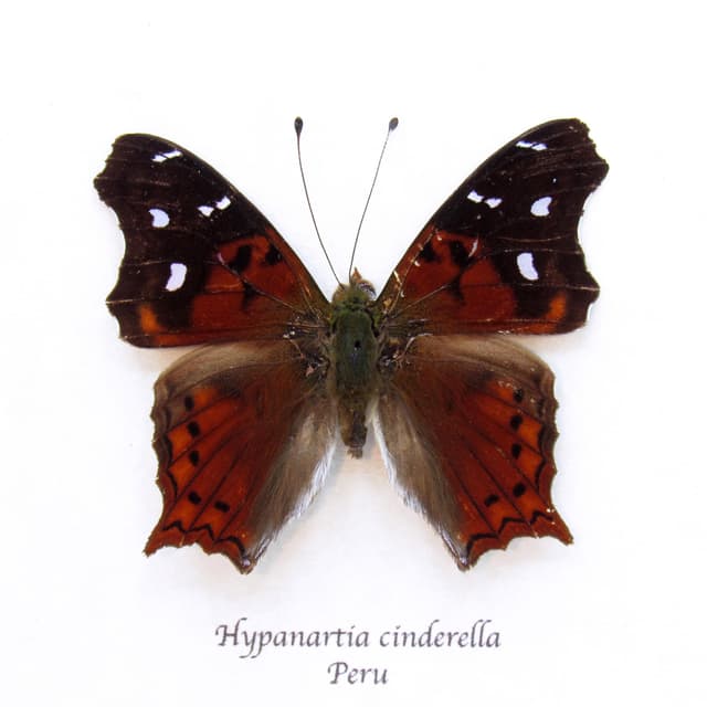 Real framed butterfly specimen - Hypnartia cinderella