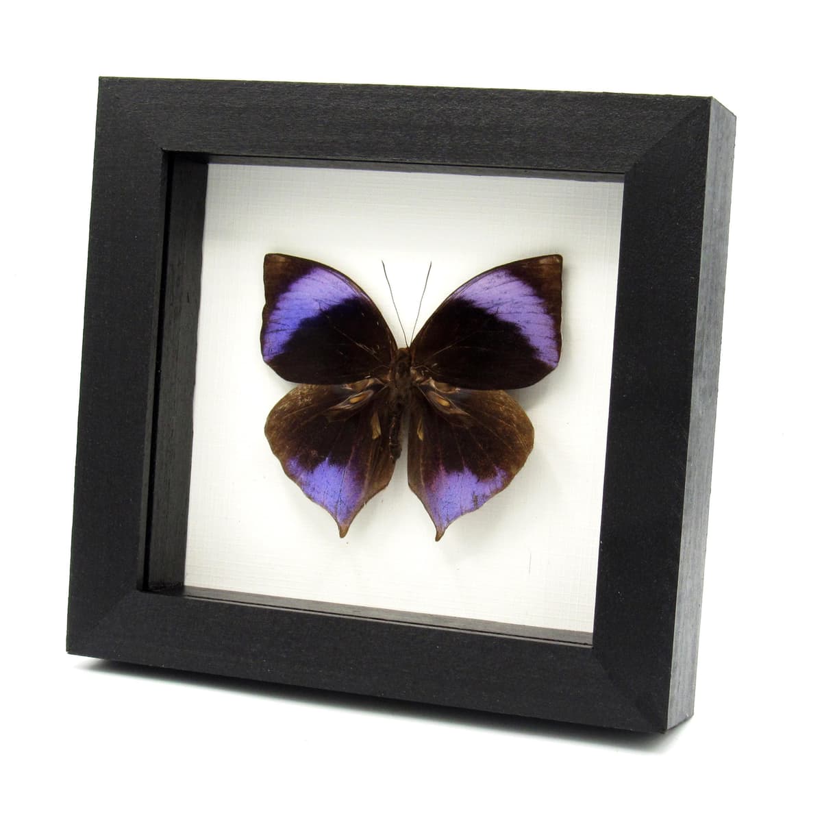 Rare purple Saturn butterfly framed taxidermy - Zeuxidia amethystus