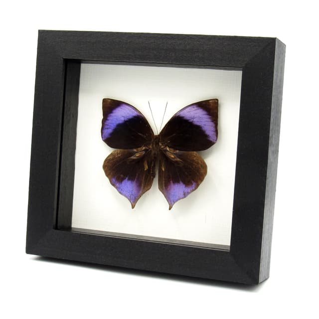 Rare purple Saturn butterfly framed taxidermy - Zeuxidia amethystus