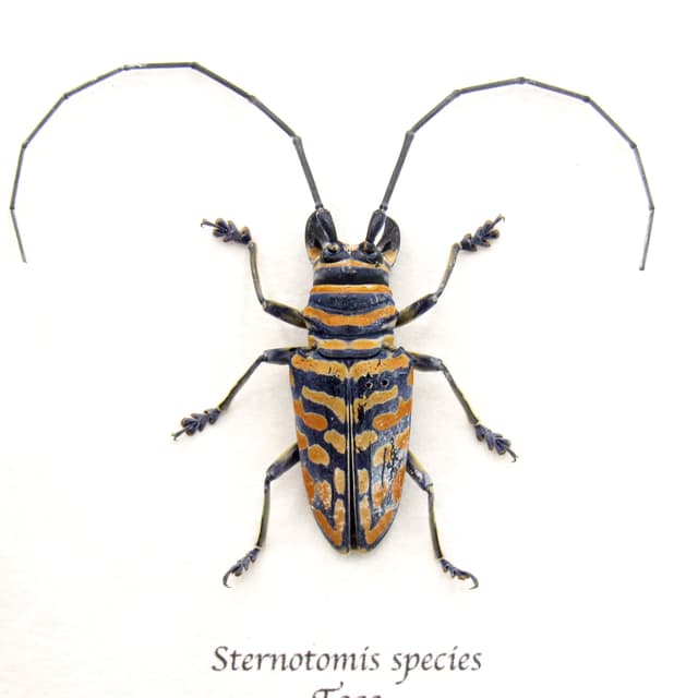Real framed taxidermy Longhorn beetle - Sternotomis species