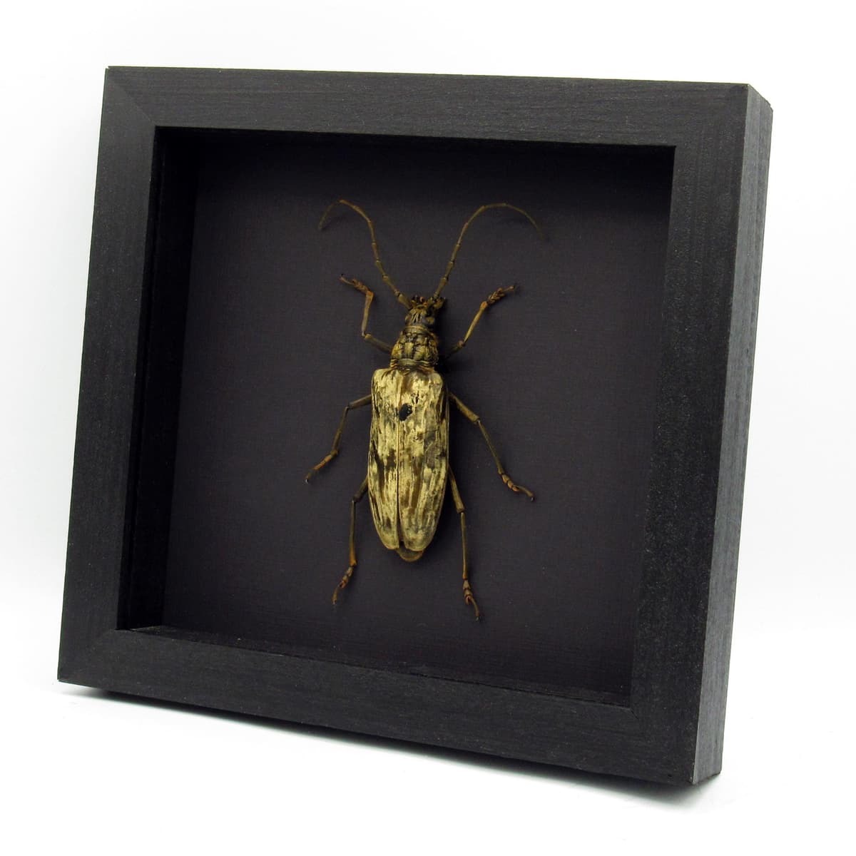 Real Giant Velvet Longhorn beetle framed taxidermy - Neocerambyx gigas - female - XL specimen