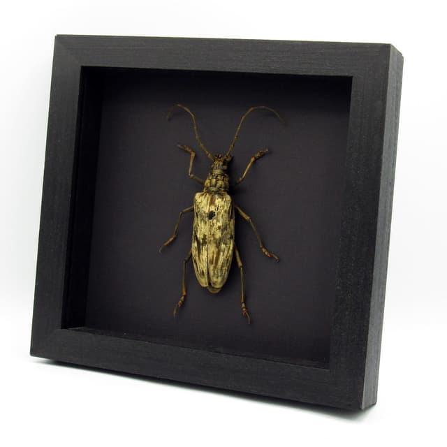 Real Giant Velvet Longhorn beetle framed taxidermy - Neocerambyx gigas - female - XL specimen