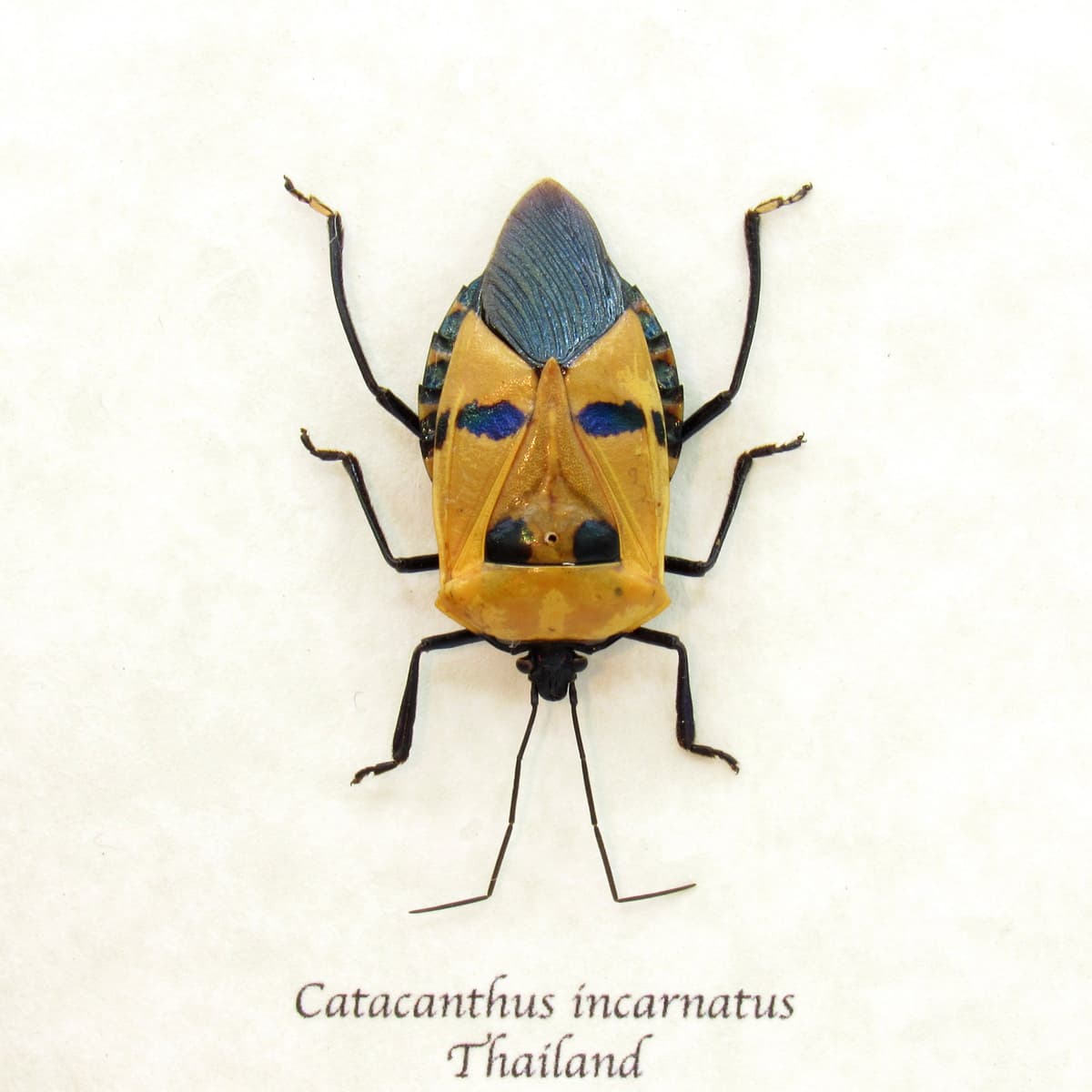 Real bug that looks like a Halloween mask framed taxidermy - Catacanthus incarnatus