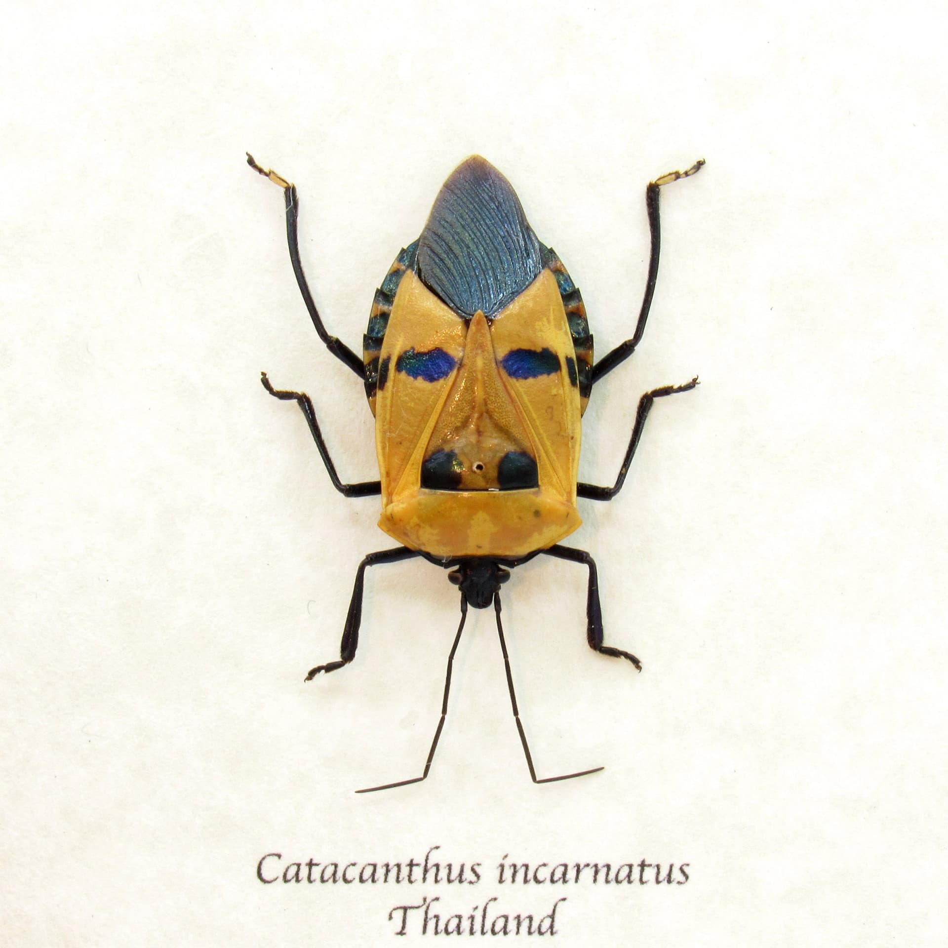Real bug that looks like a Halloween mask framed taxidermy - Catacanthus incarnatus