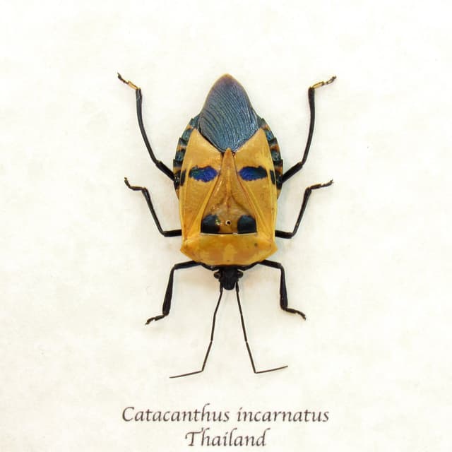Real bug that looks like a Halloween mask framed taxidermy - Catacanthus incarnatus