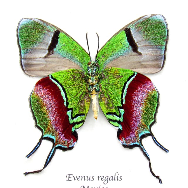 Real metallic green butterfly framed taxidermy - Evenus regalis