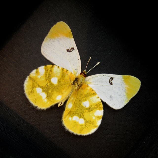 Real yellow butterfly framed taxidermy - Zegris eupheme