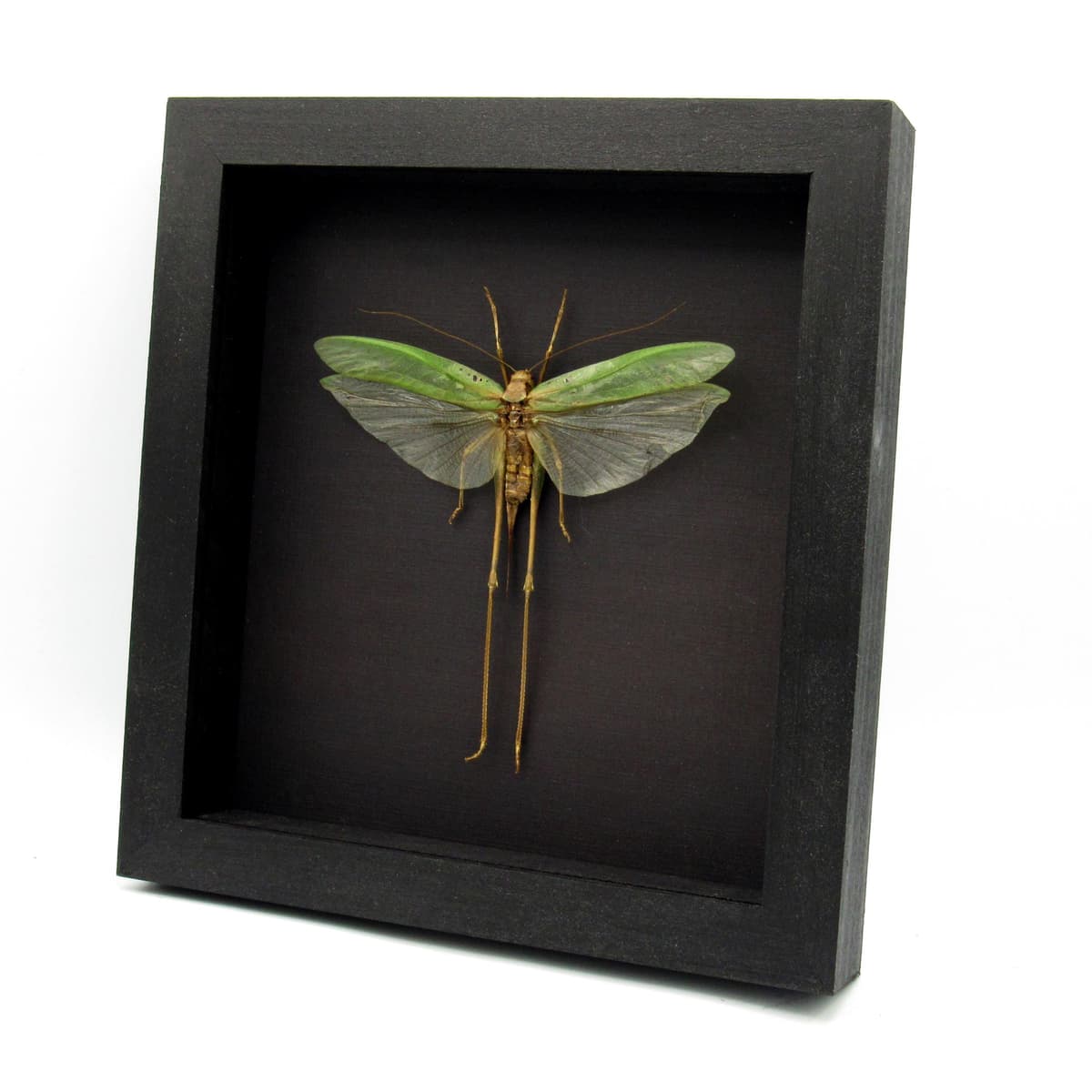 Real giant Katydid framed - Tettigoniidae species