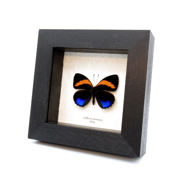 Real Superb Numberwing butterfly framed taxidermy - Callicore pastazza