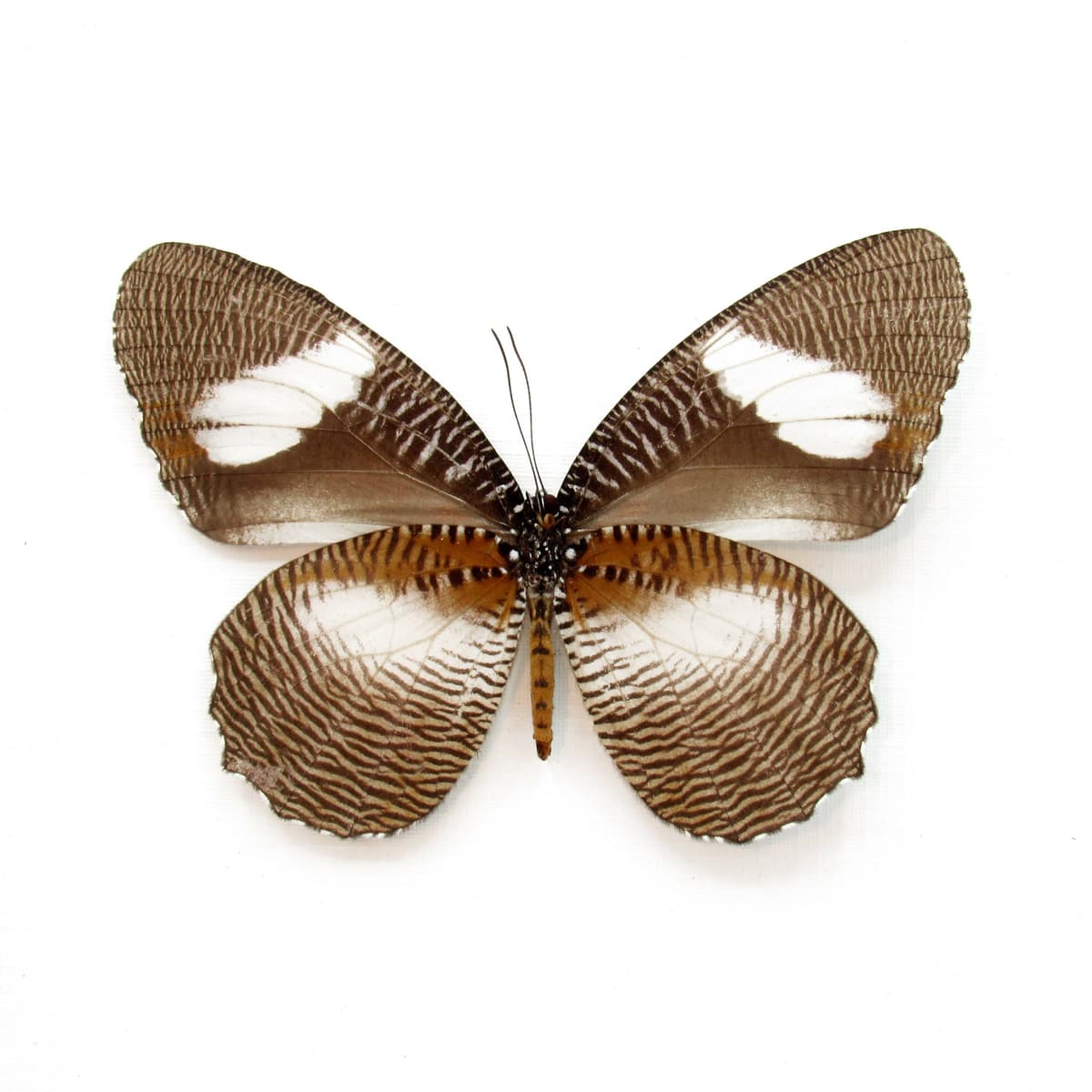 Real framed taxidermy butterfly - Elymniopsis bammakoo - large female
