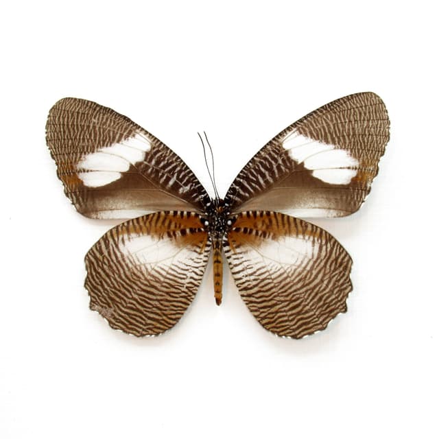 Real framed taxidermy butterfly - Elymniopsis bammakoo - large female