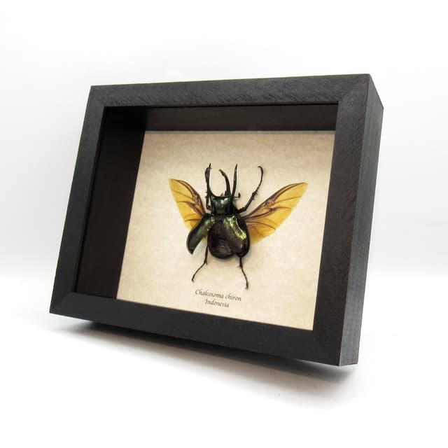 Large Rhinoceros beetle framed taxidermy - Chalcosoma caucasus