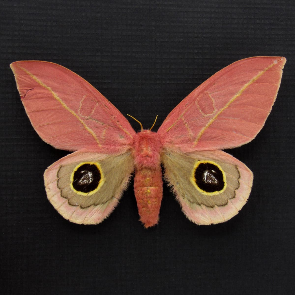 World rarity real pink Saturn moth framed taxidermy - Leucanella flammans - female - repaired tear