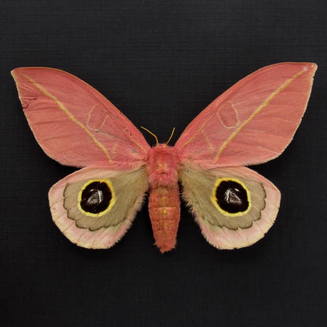 World rarity real pink Saturn moth framed taxidermy - Leucanella flammans - female - repaired tear
