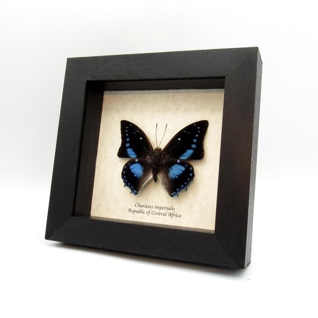 Real blue butterfly framed taxidermy - Charaxes imperialis