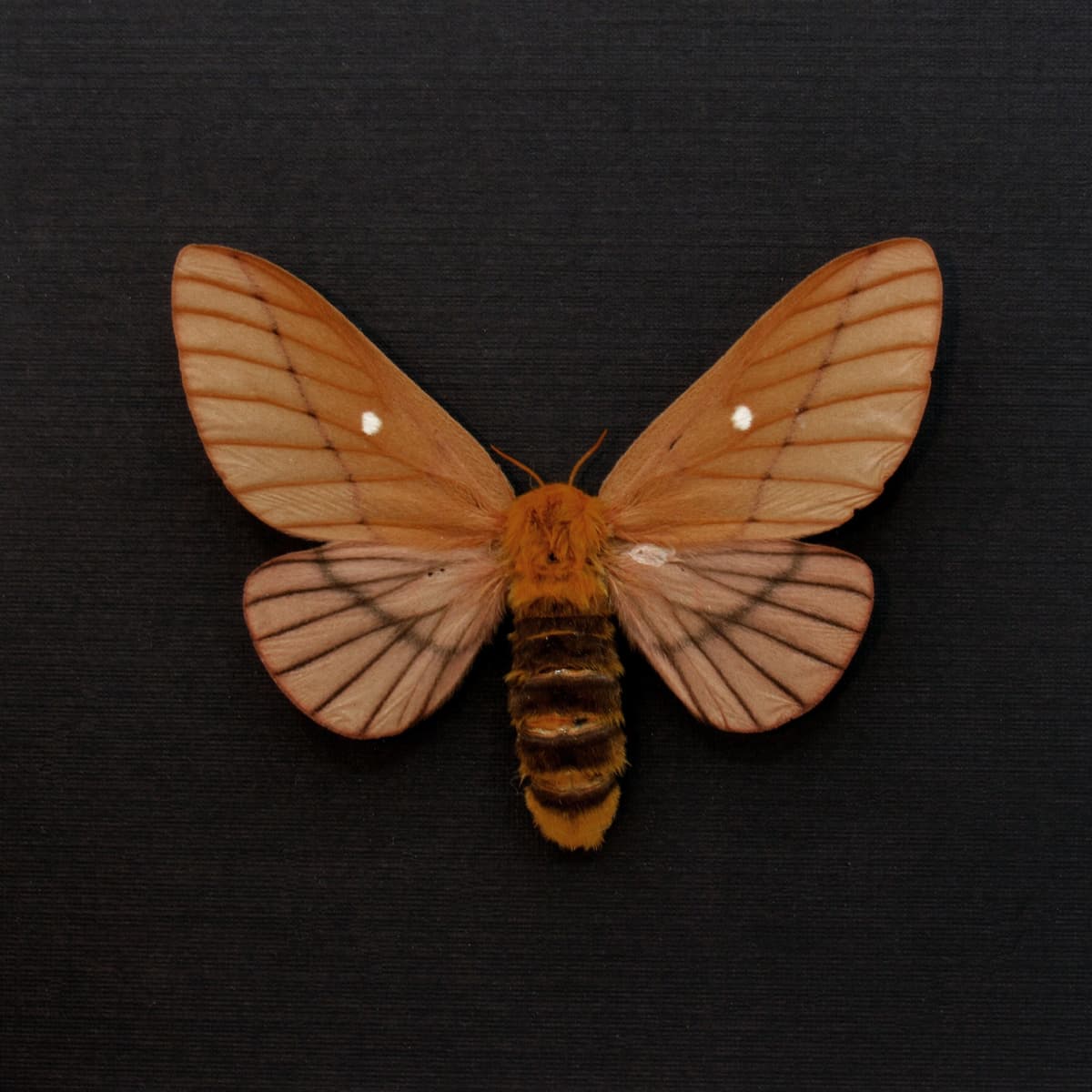 Real Oakworm moth framed taxidermy - Anisota dissimilis - large female
