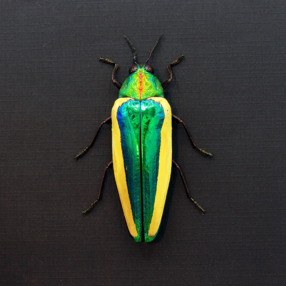 Rare green giant Jewel beetle framed taxidermy - Chrysochroa limbata