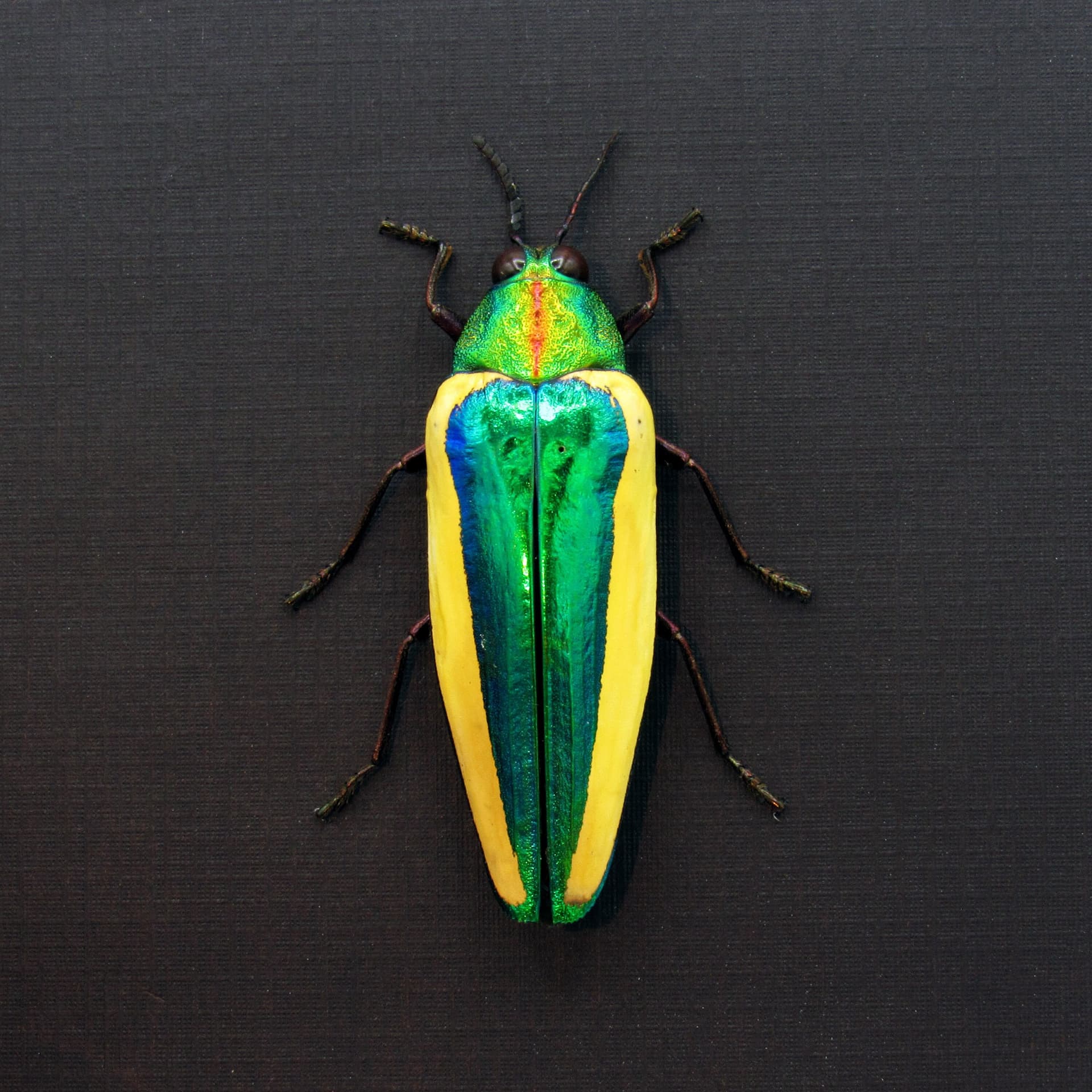 Rare green giant Jewel beetle framed taxidermy - Chrysochroa limbata