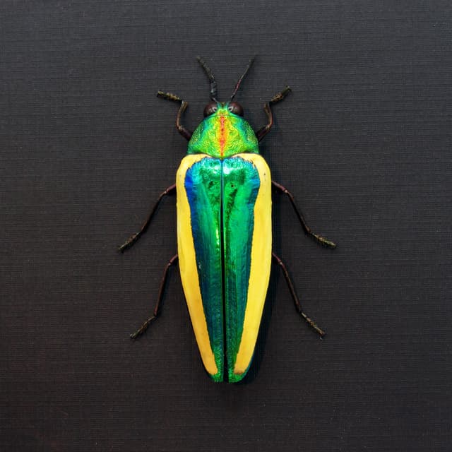 Rare green giant Jewel beetle framed taxidermy - Chrysochroa limbata