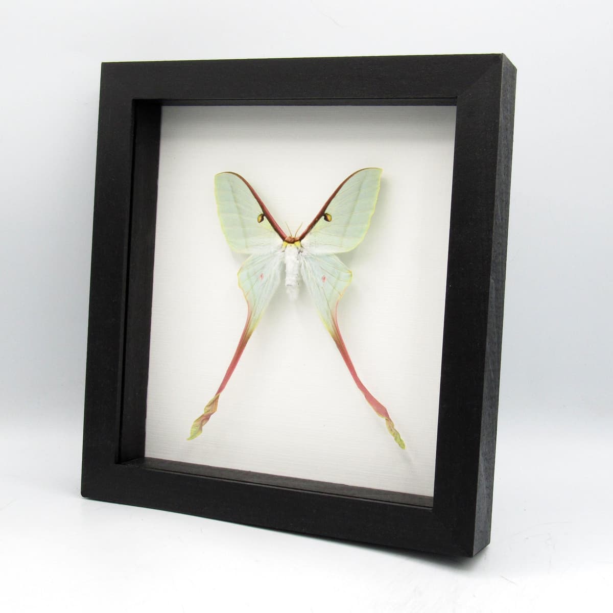 Rare XL Chinese Moon Moth framed - Actias dubernardi - female