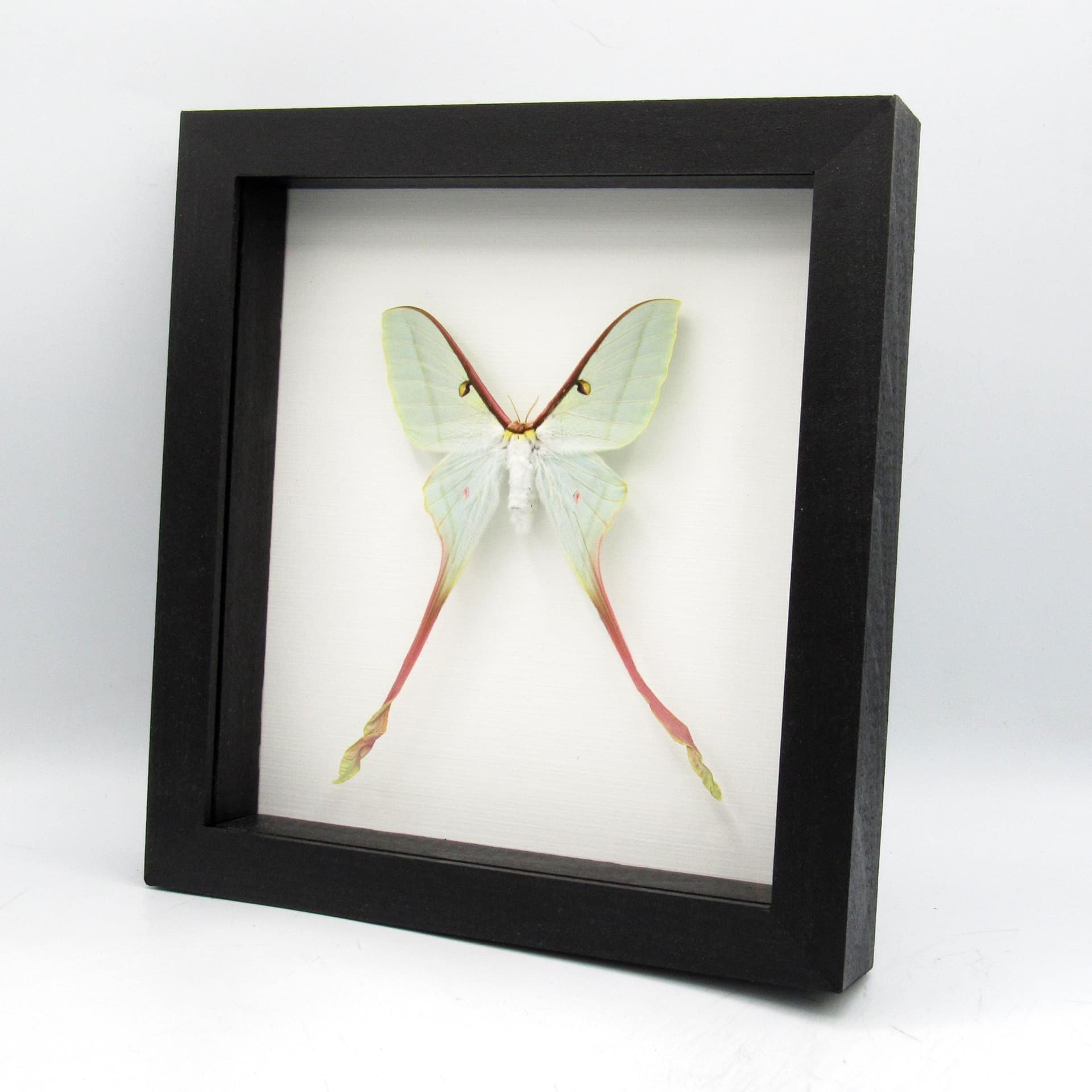 Rare XL Chinese Moon Moth framed - Actias dubernardi - female