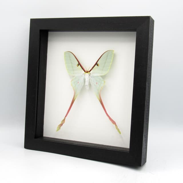 Rare XL Chinese Moon Moth framed - Actias dubernardi - female