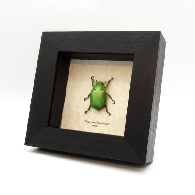 Real green Jewel Scarab beetle framed taxidermy - Chrysina alphabarrerai