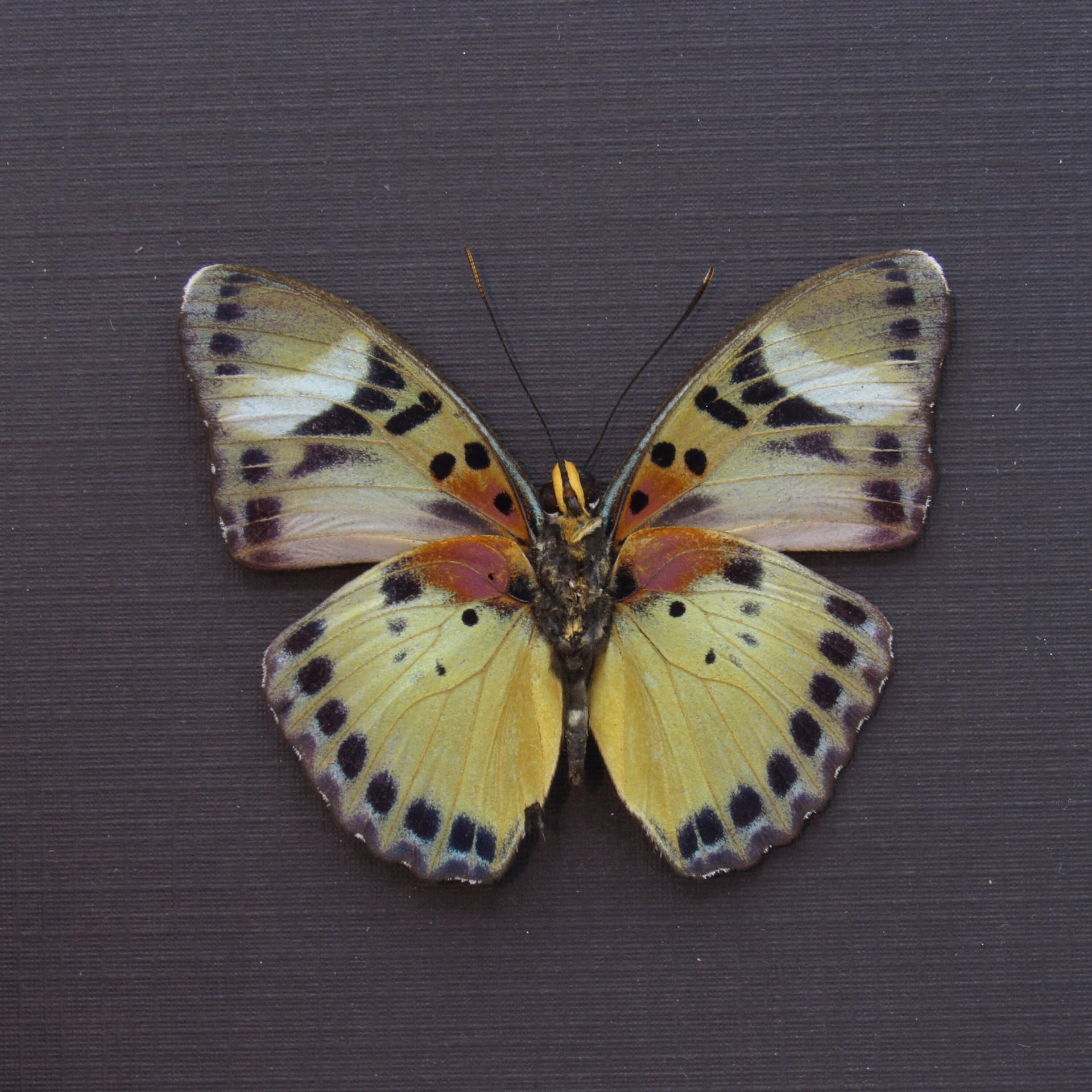 Rare Themis Forester butterfly framed taxidermy - Euphaedra piriformis
