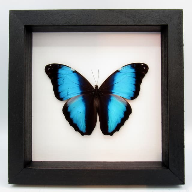Real metallic blue butterfly framed taxidermy - Morpho deidamia - Victorian mount