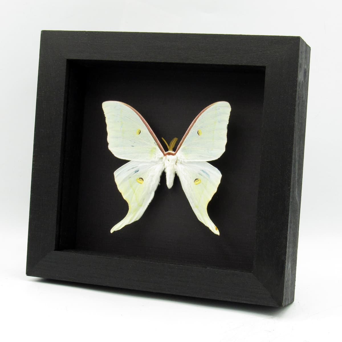 Rare Sweetheart Moonmoth framed taxidermy - Actias dulcinea - large