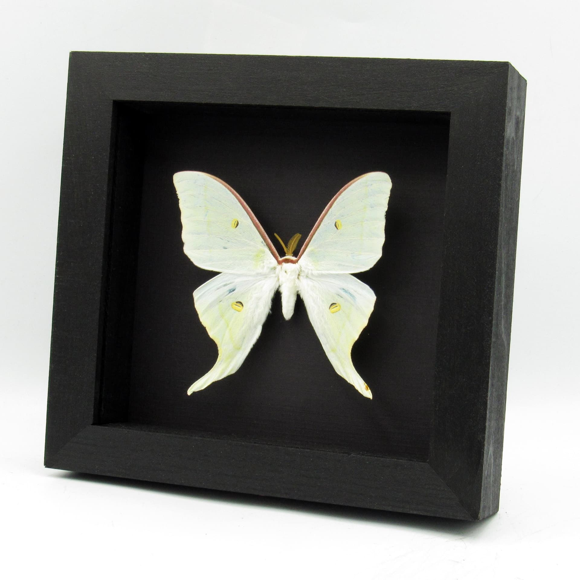 Rare Sweetheart Moonmoth framed taxidermy - Actias dulcinea - large