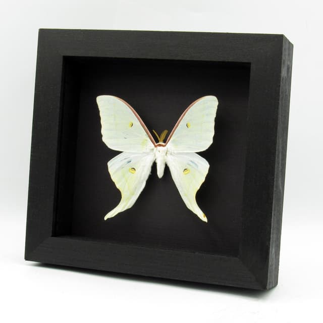 Rare Sweetheart Moonmoth framed taxidermy - Actias dulcinea - large