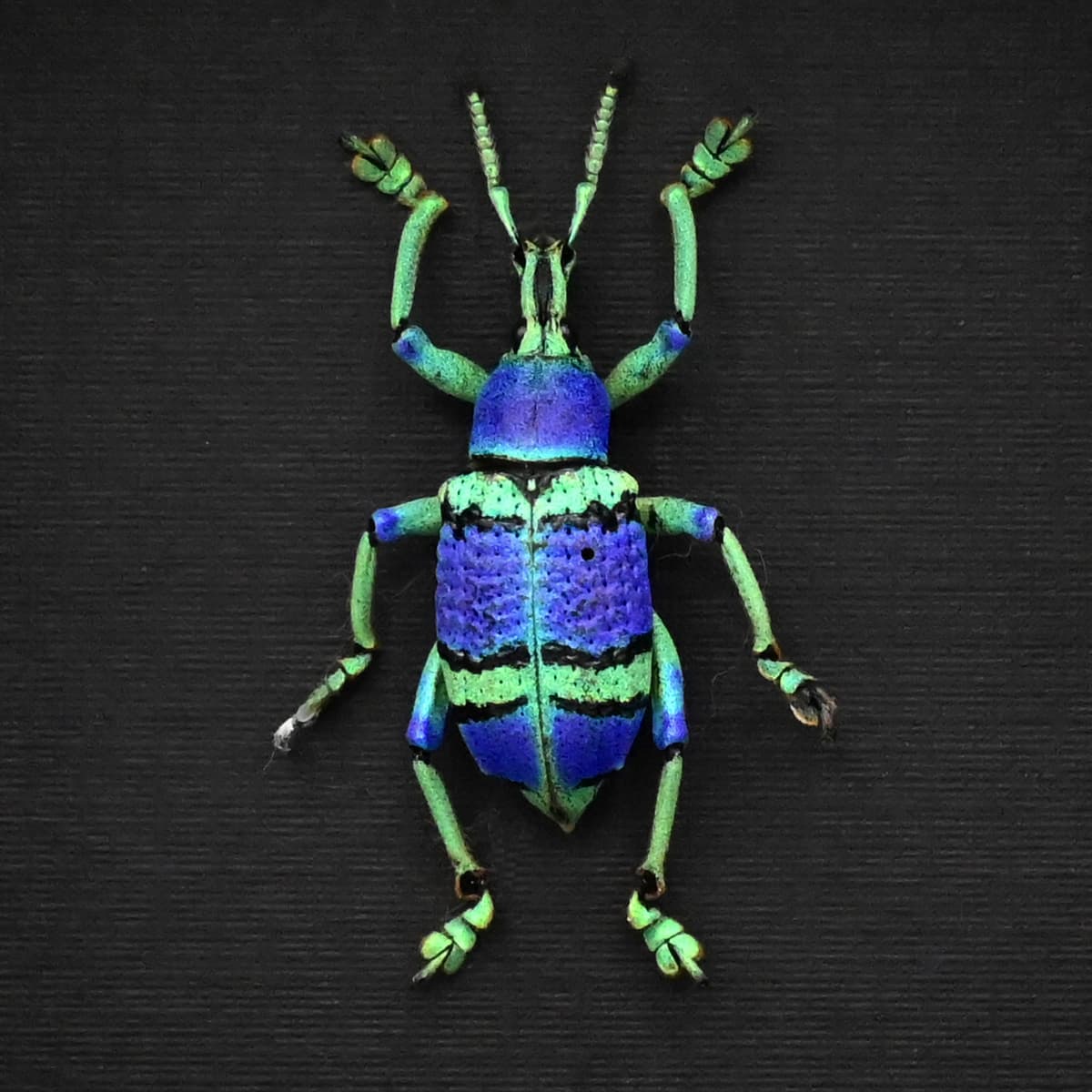Rare glitter Weevil framed taxidermy - Eupholus schoenherrii schoenherrii - very special color form