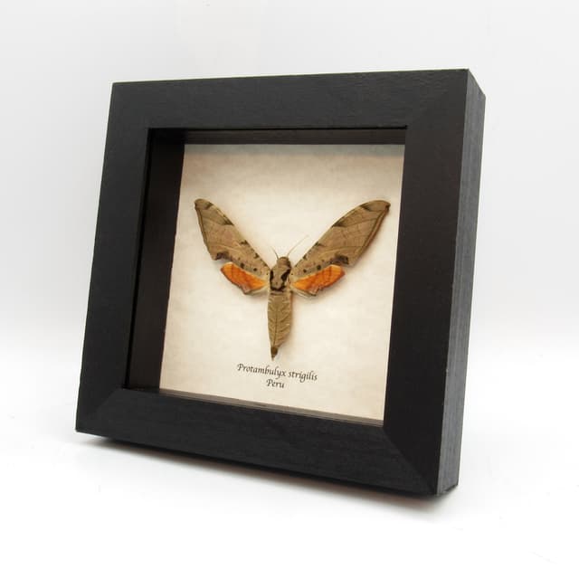 Giant Golden Sphinx moth framed taxidermy - Protambylyx strigilis