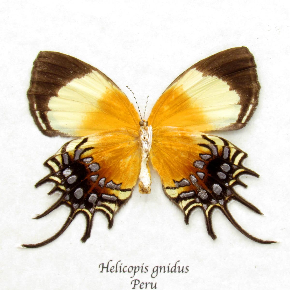 Rare Metalmark butterfly framed taxidermy - Helicopis gnidus - female