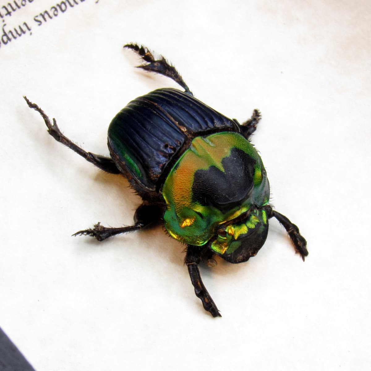 Real Rainbow Dung Scarab beetle framed taxidermy - Phanaeus imperator - female