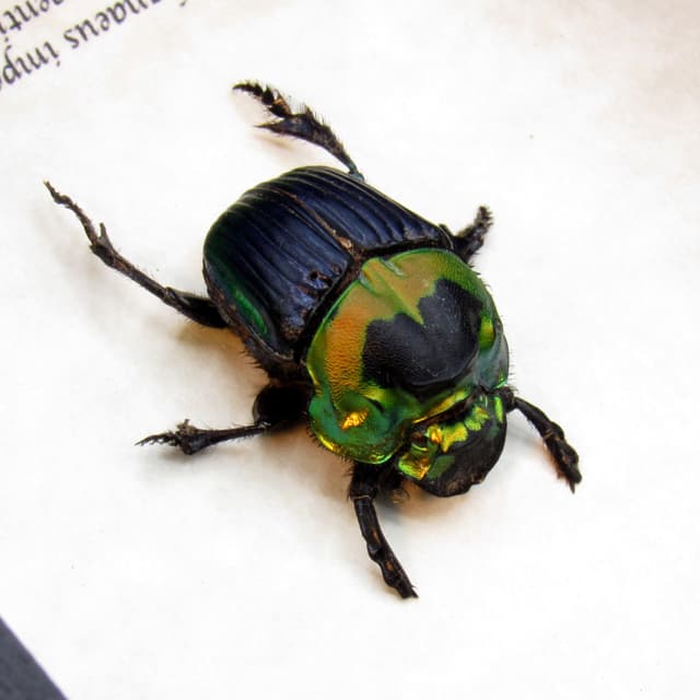 Real Rainbow Dung Scarab beetle framed taxidermy - Phanaeus imperator - female