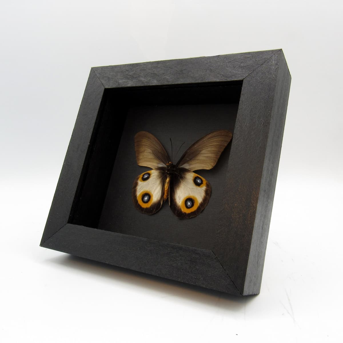 Real Owl butterfly framed taxidermy - Taenaris horsfieldii