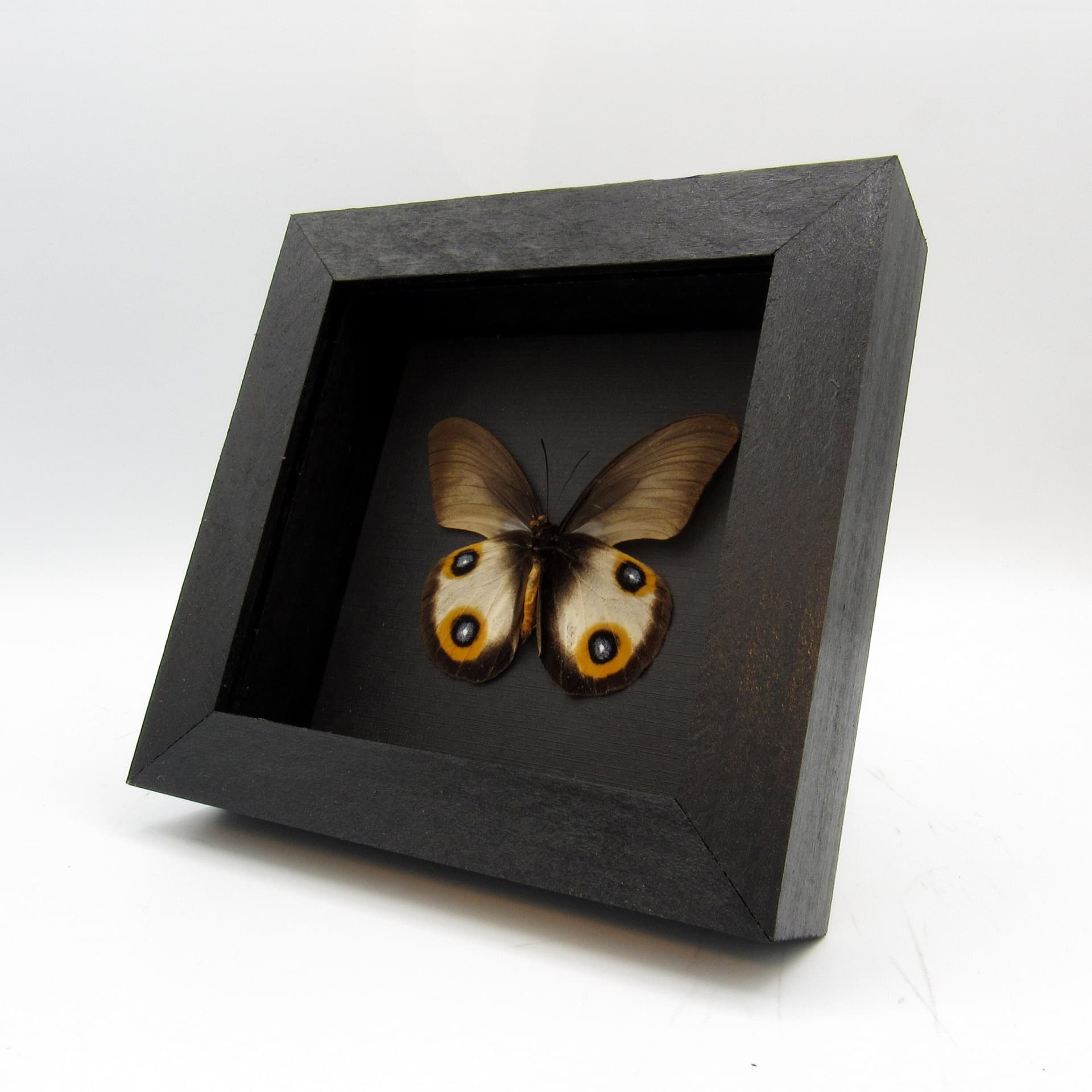 Real Owl butterfly framed taxidermy - Taenaris horsfieldii