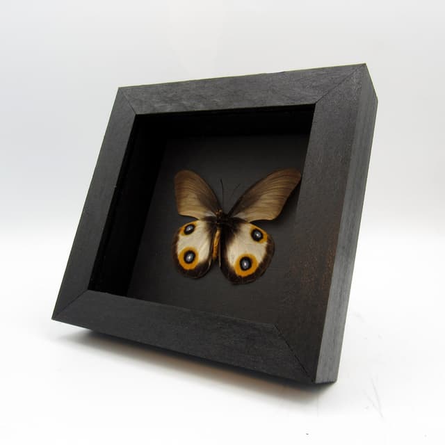 Real Owl butterfly framed taxidermy - Taenaris horsfieldii