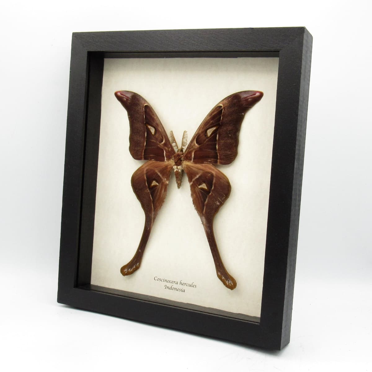 Rare Giant Hercules Atlas moth framed taxidermy - Coscinocera hercules